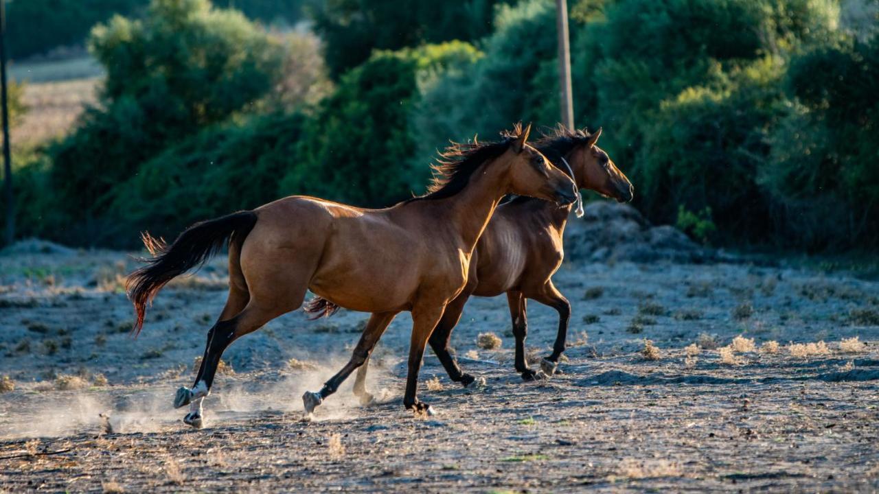 Agriturismo Carrucana Martis Екстер'єр фото